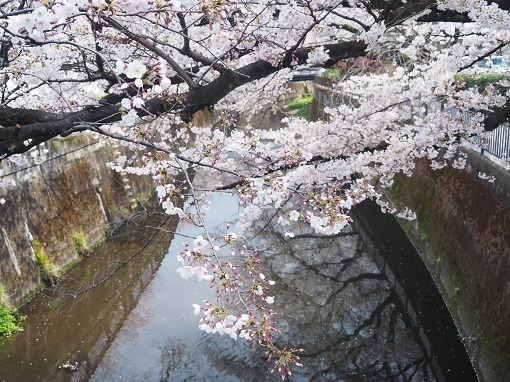 仙川の桜