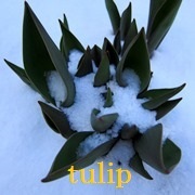 tulip20190328.jpg