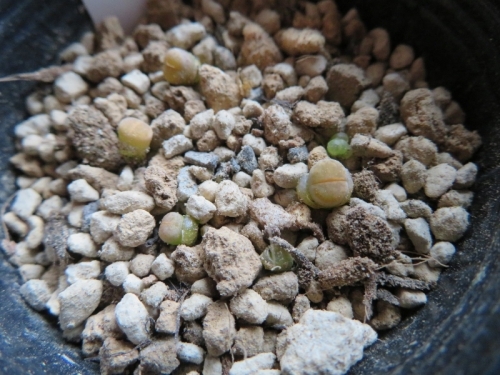 リトープス、緊急植え替え、こぼれ種発芽苗も表面用土がコケでいっぱい2019.03.06