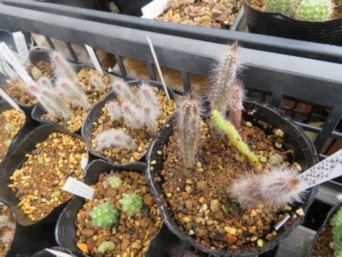 エキノケレウス・珠毛柱（Echinocereus schmollii）実生苗（2017.08.22）、2019.03.10