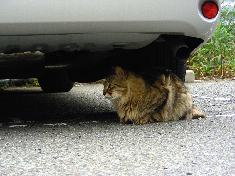 駐車場車の下の気長の猫1