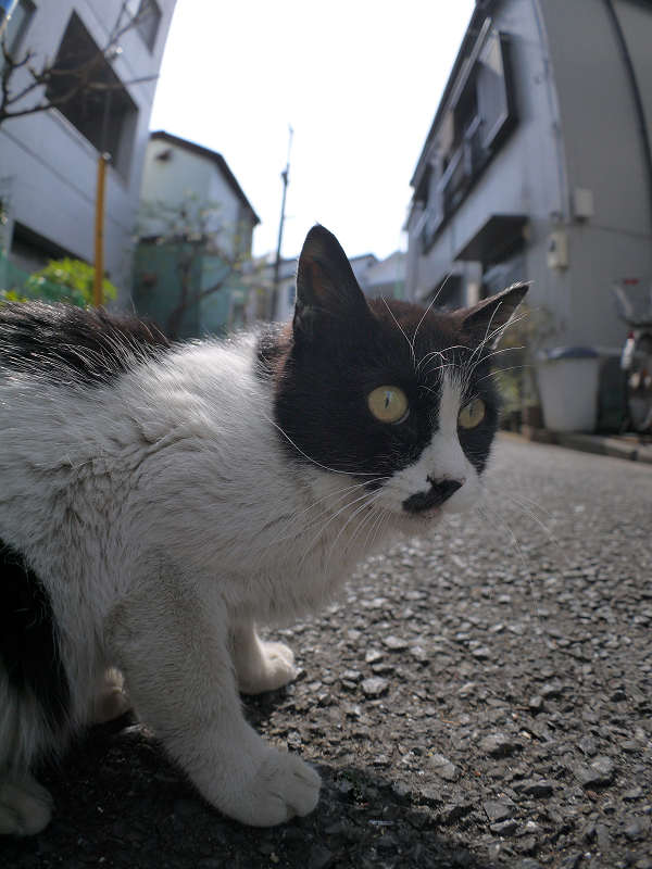 ビックリ顔の黒白猫2