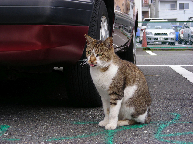 駐車場の猫たち1