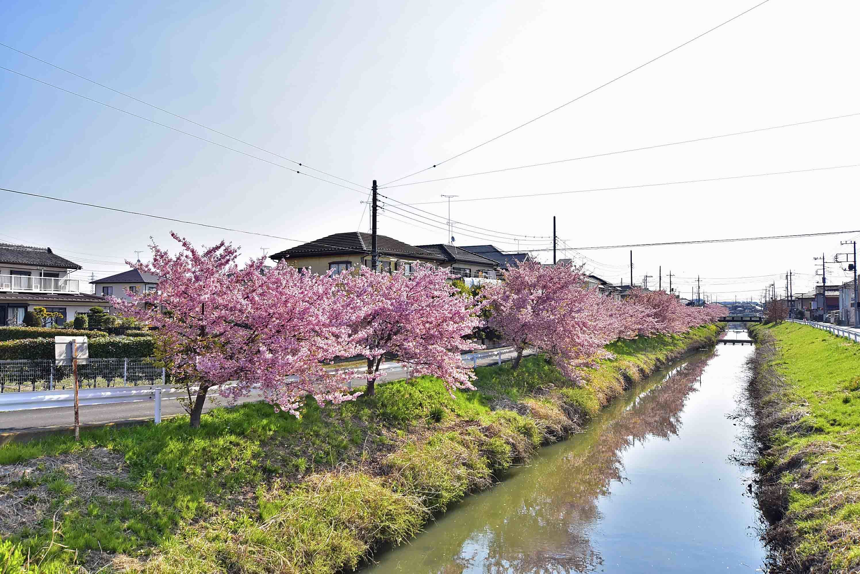 桜 久喜 河津 鷲宮（青毛掘川）の河津桜 2022年の見頃と現在の開花状況は？